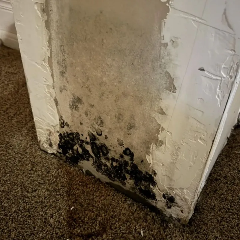 Professional Mold Removal in Osborne County, KS